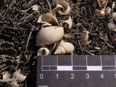 Plectostylus coturnix