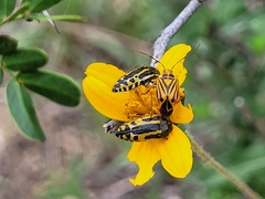Acmaeodera scalaris