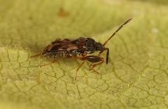 Scolopostethus grandis