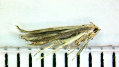 Isophrictis