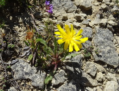 Scorzoneroides montana