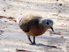 Turtur chalcospilos