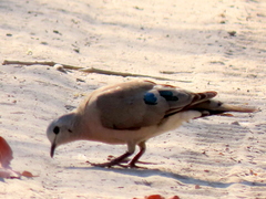 Turtur chalcospilos