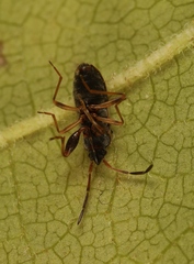 Scolopostethus grandis