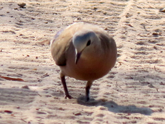 Turtur chalcospilos