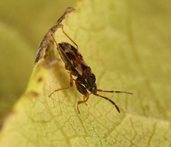 Scolopostethus grandis