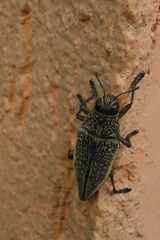 Psiloptera olivieri