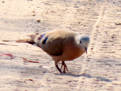 Turtur chalcospilos