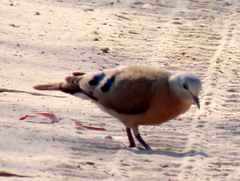 Turtur chalcospilos