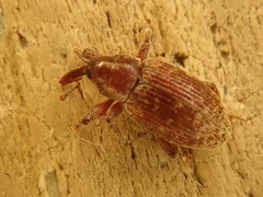 Dorytomus rufatus