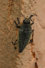 Psiloptera olivieri