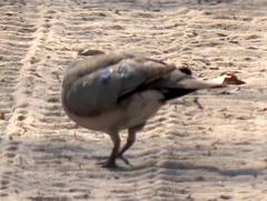 Turtur chalcospilos