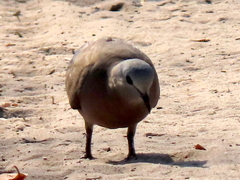 Turtur chalcospilos