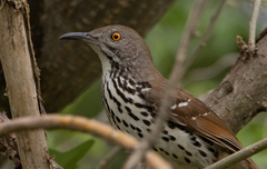 Toxostoma longirostre