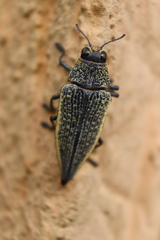 Psiloptera olivieri
