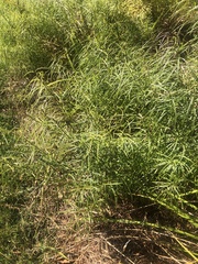 Amsonia hubrichtii