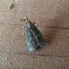 Cacotherapia flexilinealis