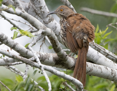 Toxostoma longirostre