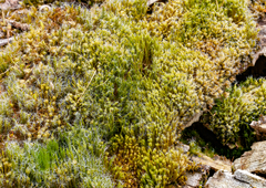 Campylopus introflexus