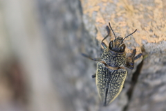 Psiloptera olivieri