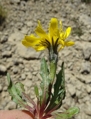 Scorzoneroides montana