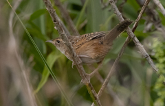 Cistothorus stellaris