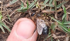 Apis mellifera capensis