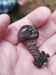 Lepiota fuscovinacea