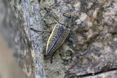 Psiloptera olivieri