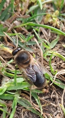 Apis mellifera capensis