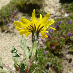 Scorzoneroides montana
