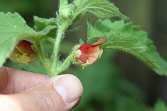 Scrophularia