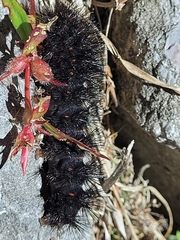 Hypercompe scribonia