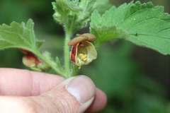 Scrophularia