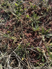 Polygonum arenastrum