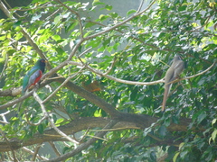 Trogon elegans
