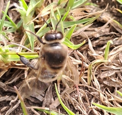 Apis mellifera capensis