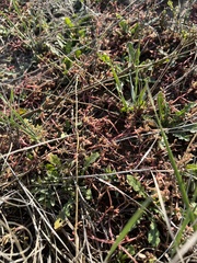 Polygonum arenastrum