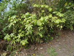 Schefflera digitata