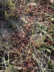Polygonum arenastrum