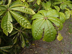 Schefflera digitata