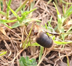 Apis mellifera capensis