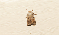 Abagrotis alternata
