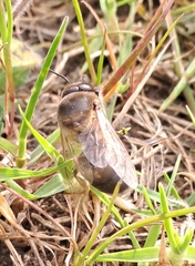 Apis mellifera capensis