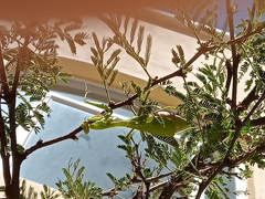 Stagmomantis limbata