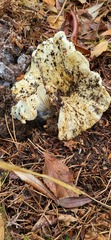 Russula brevipes acrior
