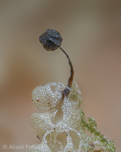Representative image of Echinosteliaceae