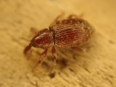 Dorytomus rufatus