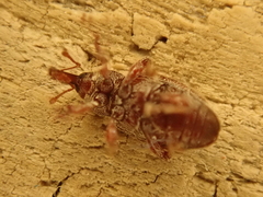 Dorytomus rufatus