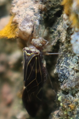 Cerastipsocus